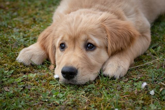 golden retrievers