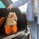 Moving Long-Distance with Pets