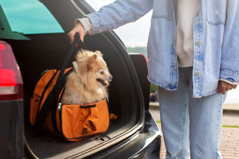 Moving with pet