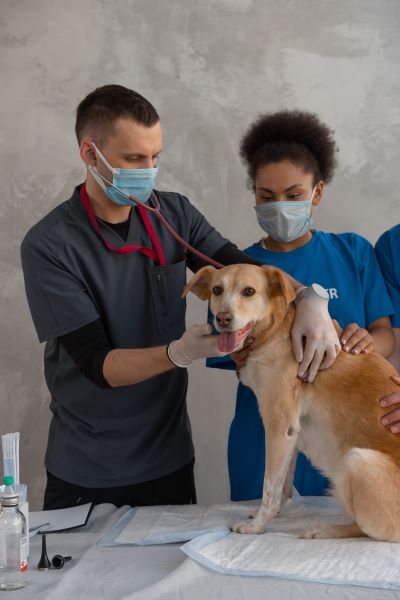 Dog at vet