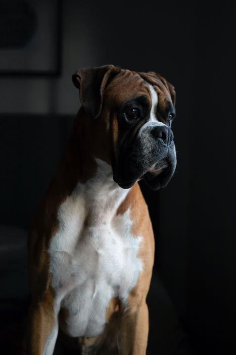 Boxer.