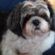 How to Maintain a Healthy and Shiny Dog Coat