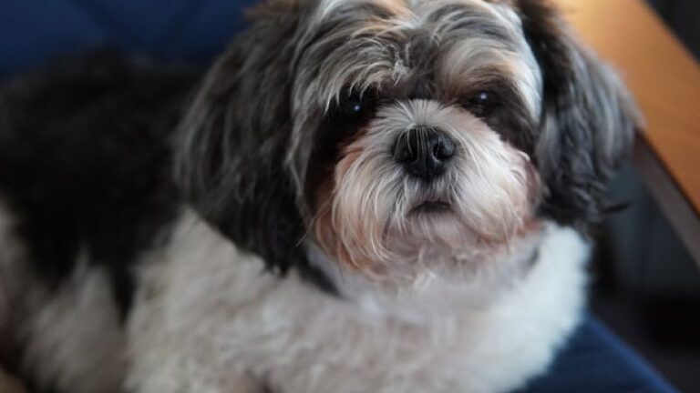 shihtzu