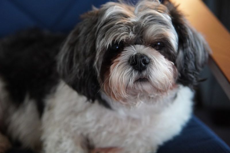 shihtzu