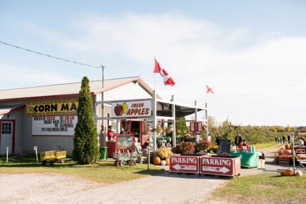 Cricklewood Farm- Brighton Ontario