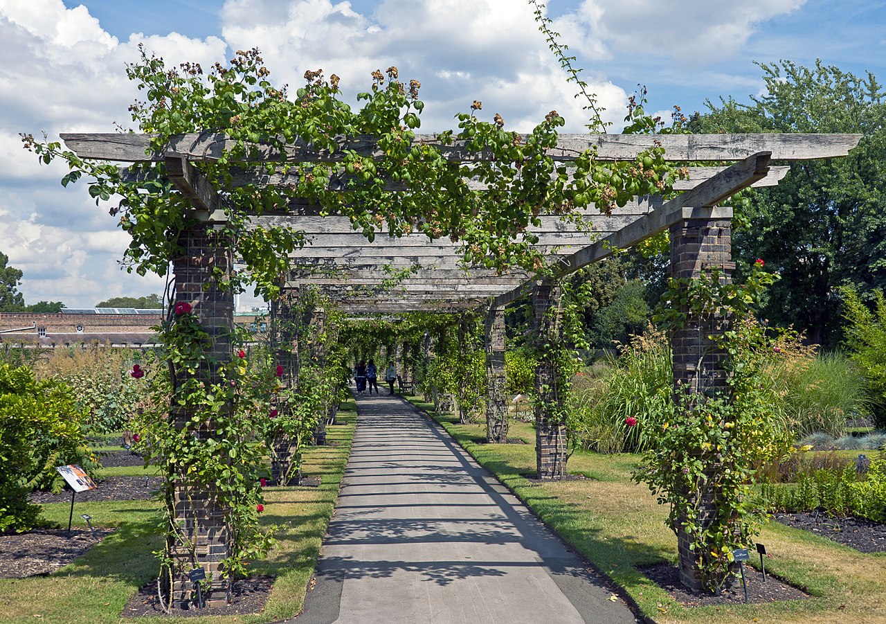 Rose Pergola