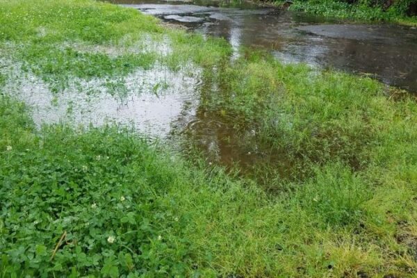 Tackling Standing Water: Causes, Prevention, and Solutions