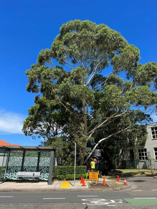 Arbor Co Tree Services