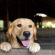 The Healing Power of Pet Portraits: Coping with Pet Loss through Art