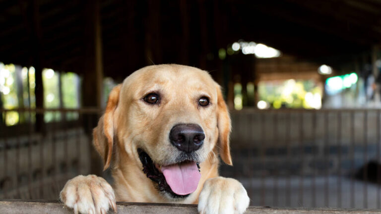 golden retriever