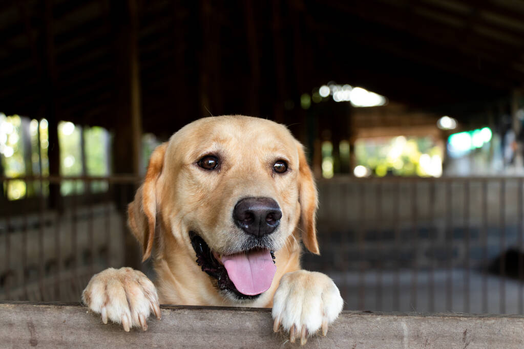 golden retriever