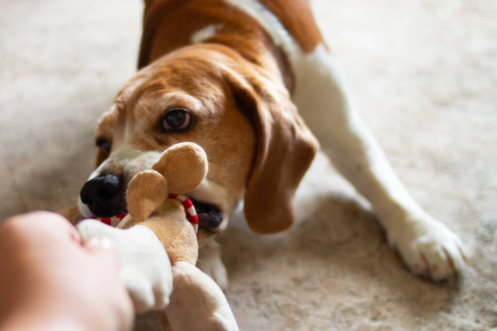 Light brown beagle