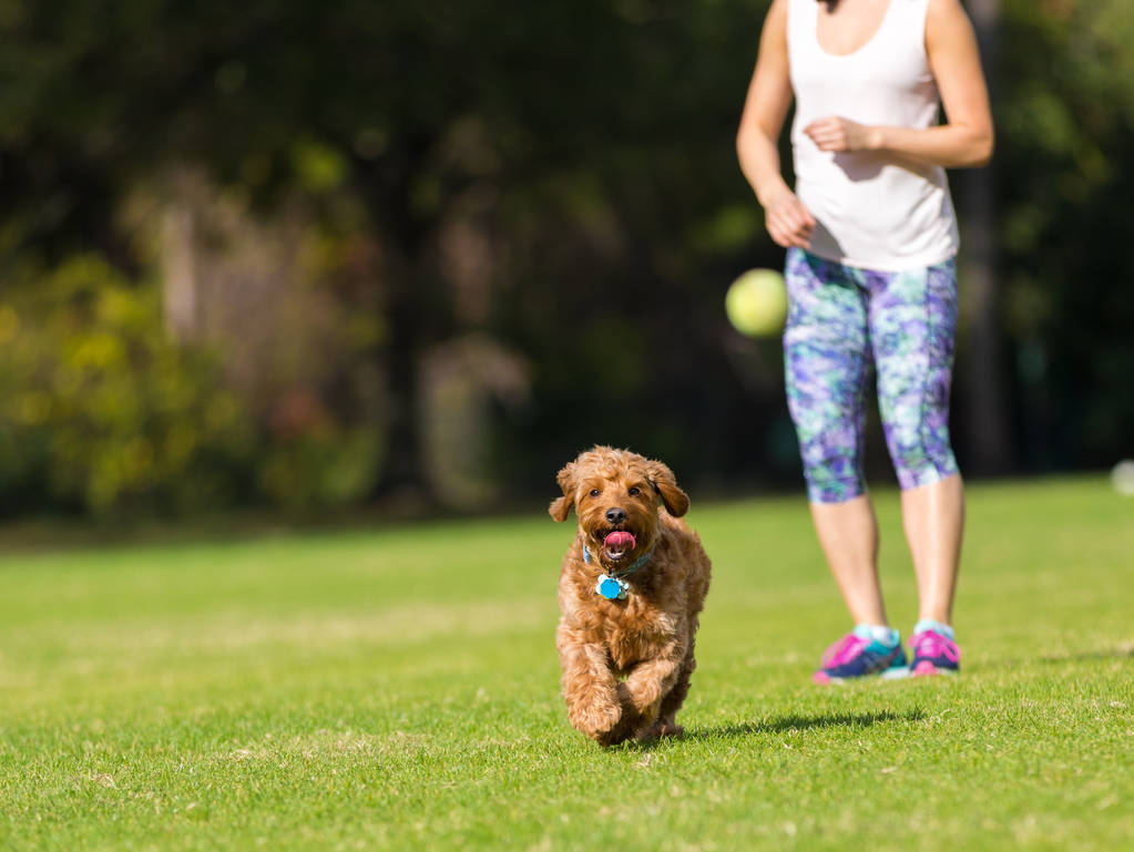 Miniature Goldendoodle playing fetch