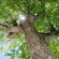 Sydney’s Green Guardians: How Arborists Ensure Tree Health and Safety
