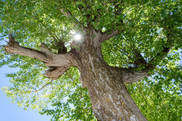 Sydney’s Green Guardians: How Arborists Ensure Tree Health and Safety