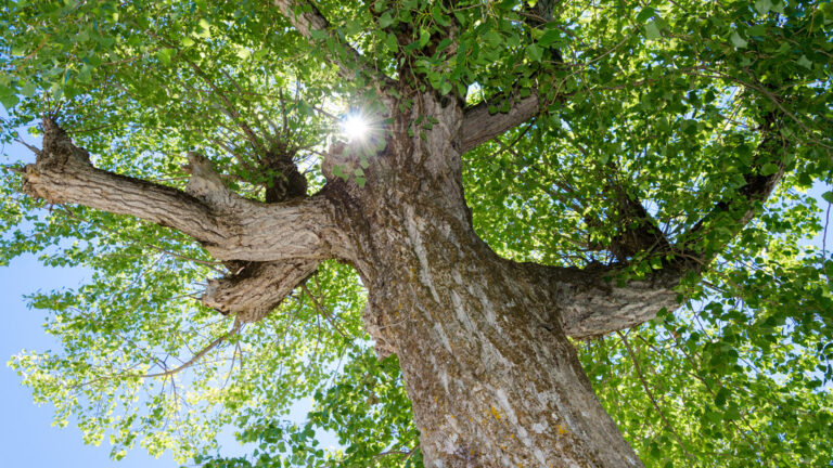 Arborists