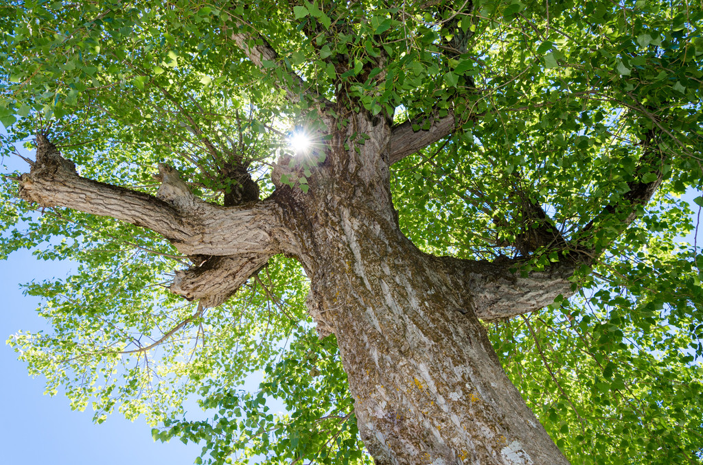 Arborists
