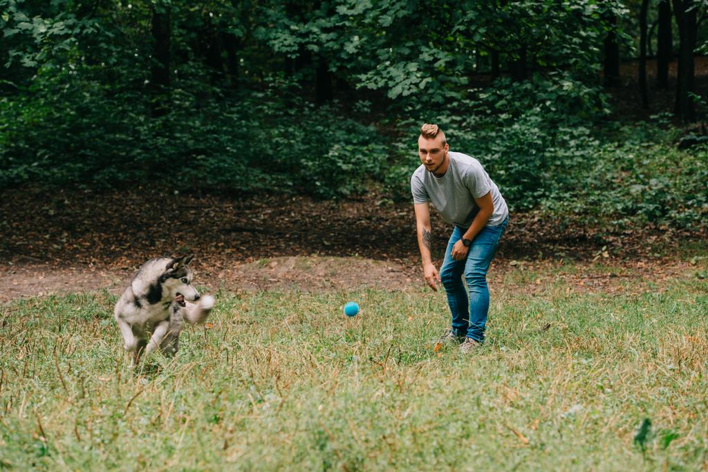 Young man training and playing ball with husky dog
