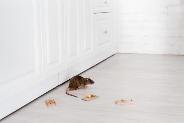 How To Make Your Home Rodent-Proof in 4 Simple Steps