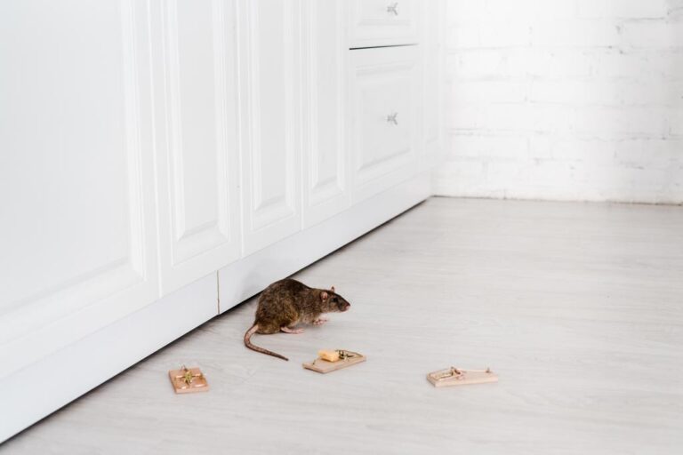 Rodent