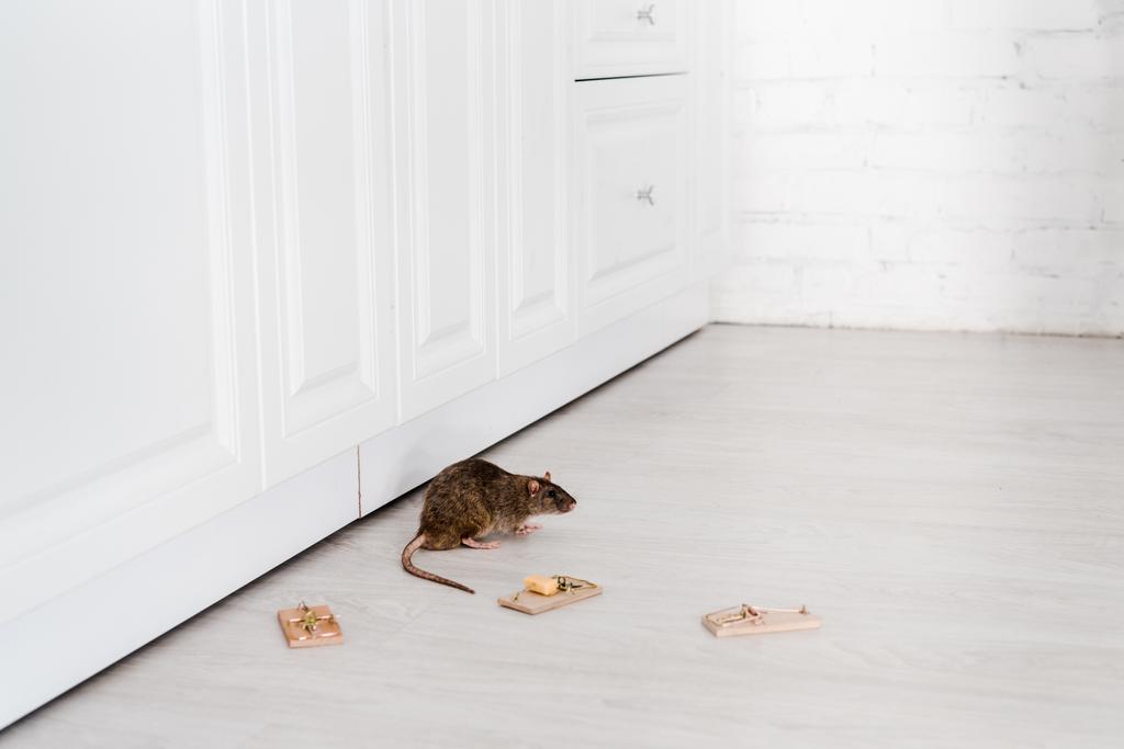 Rodent