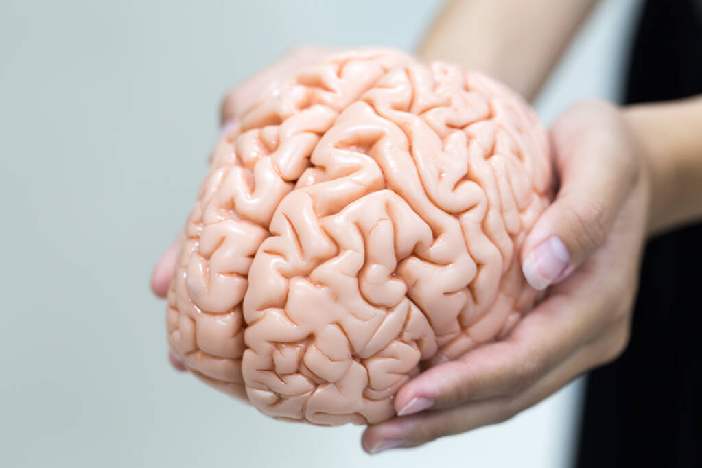 Brain model