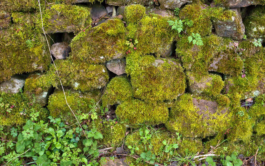 Moss Walls