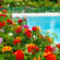 Why installing a garden swimming pool isn’t such a wacky idea