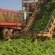 From Garden to Plate: Kruger Foods Embrace of Locally Sourced Produce