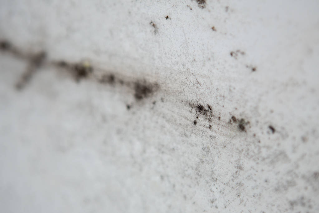 Mold and Mildew