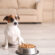 Essential Dog Vitamins and Minerals for Your Dog’s Health