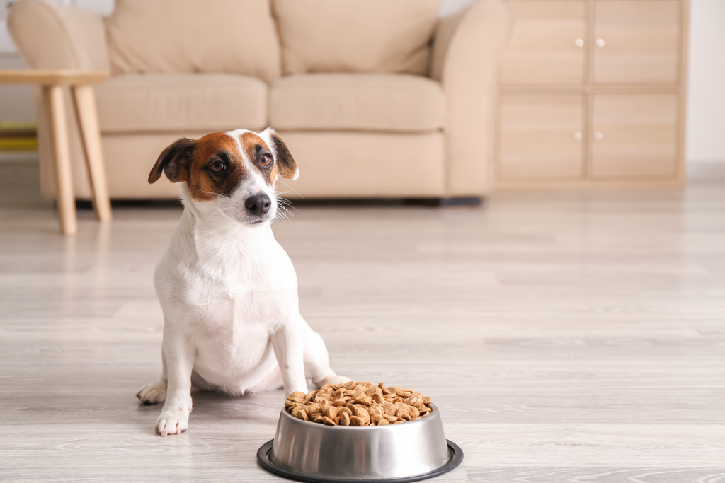 Essential dog Vitamins