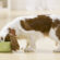 Why Choosing High-Quality Dog Food Ingredients Matters for Your Furry Friend