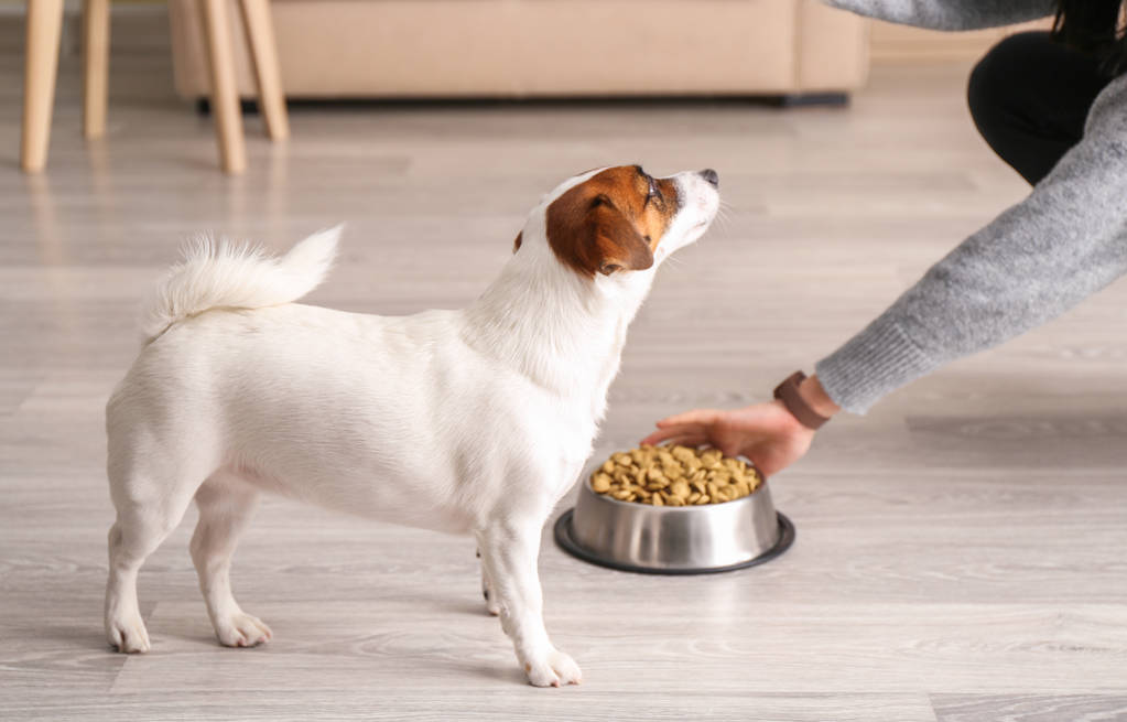 Dog vitamins