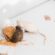 Common Pests in Los Angeles: How To Identify and Prevent Infestations