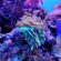 Save The World’s Corals: How you can help