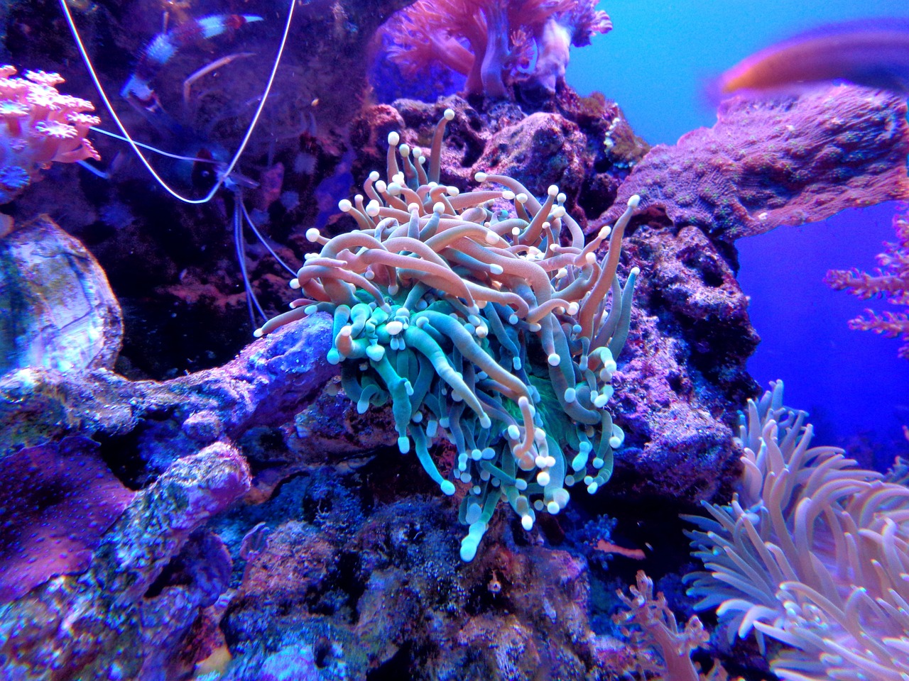 Things we can do to save the coral