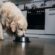 A dog’s diet: Protein for dogs