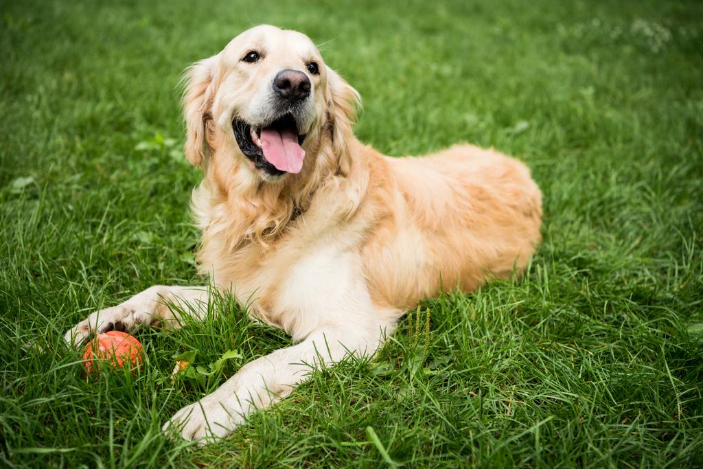 golden retriever