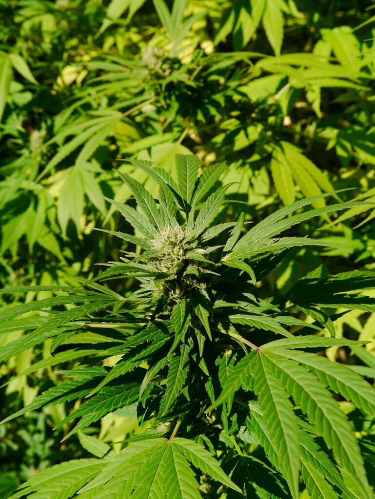cannabinoids