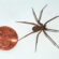 Professional pest control in the home