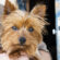 Nylabone Healthy Edibles Petite Bacon Flavored Dog Treats