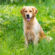 7 Ways Dogs Can Help Your Family Lead A Happier Life