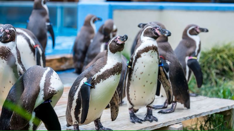 UK Kids Attractions