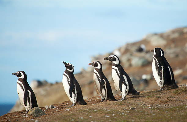 Penguin Colonies of Patagonia