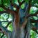 Ancestry Genealogy: Exploring Your Family Tree