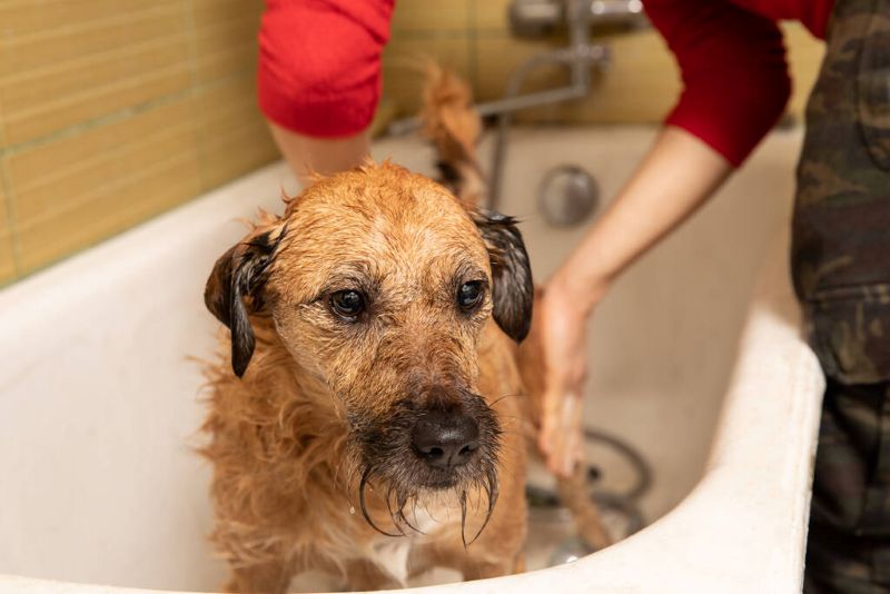 dog showering with shampoo