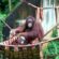 Top 5 Adventures for Animal Enthusiasts