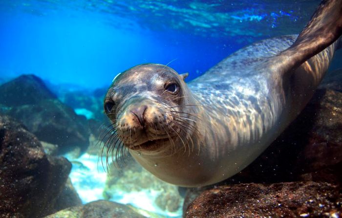 Galápagos Islands