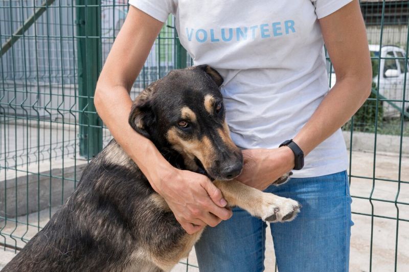  dog for adoption